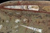 Fossil Orthoceras & Goniatite Plate - Stoneware #51418-1